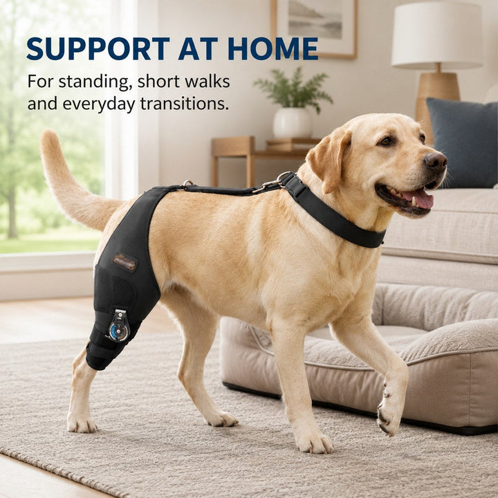 Adjustable Hinged Dog Knee Brace for Daily Walks | Rear Leg Support for Unsteady Steps