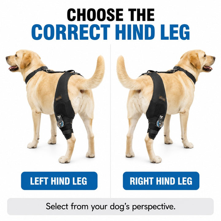 Adjustable Hinged Dog Knee Brace for Daily Walks | Rear Leg Support for Unsteady Steps