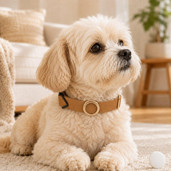 AirTag-Compatible Pet Collar Holder for Cats & Small Dogs
