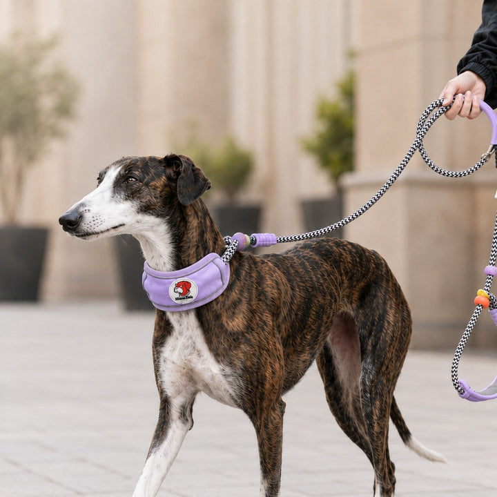 Anti-Choke Dog Leash for Everyday Walks | Padded Neck Protection & Better Control for Pullers