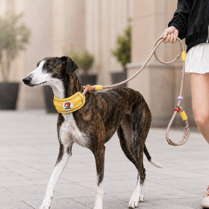 Anti-Choke Dog Leash for Everyday Walks | Padded Neck Protection & Better Control for Pullers