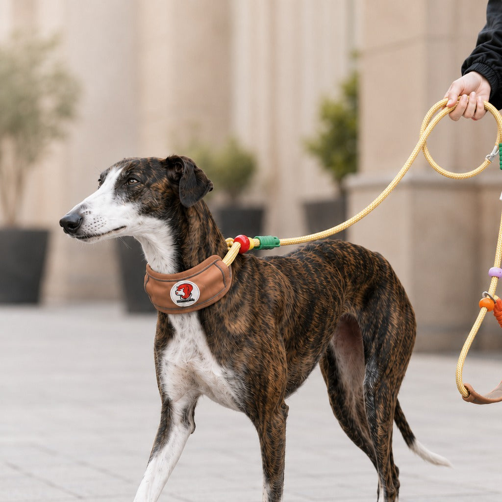 Anti-Choke Dog Leash for Everyday Walks | Padded Neck Protection & Better Control for Pullers