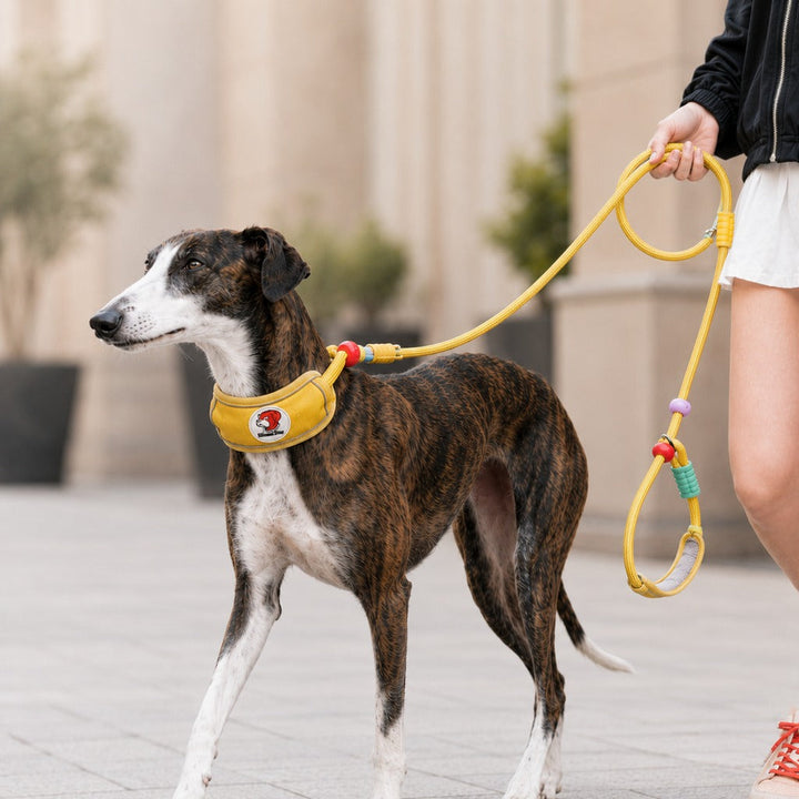 Anti-Choke Dog Leash for Everyday Walks | Padded Neck Protection & Better Control for Pullers