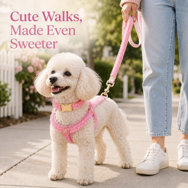 Boutique Lace Dog Harness, Collar & Leash Set for Birthday Photos & Daily Walks