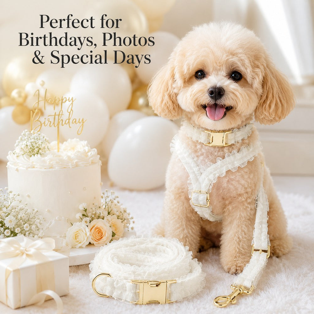 Boutique Lace Dog Harness, Collar & Leash Set for Birthday Photos & Daily Walks