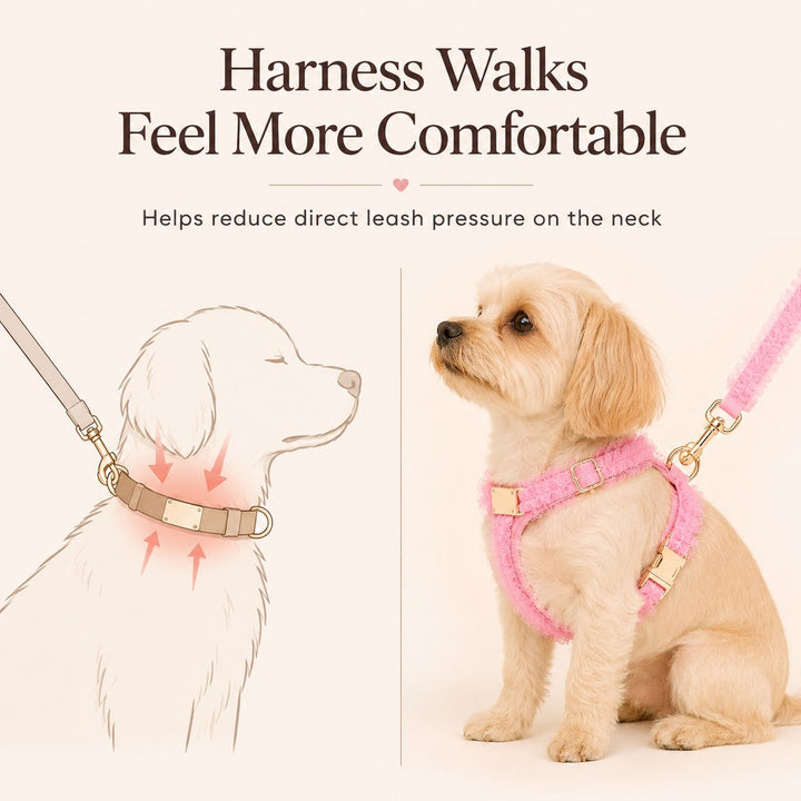 Boutique Lace Dog Harness, Collar & Leash Set for Birthday Photos & Daily Walks