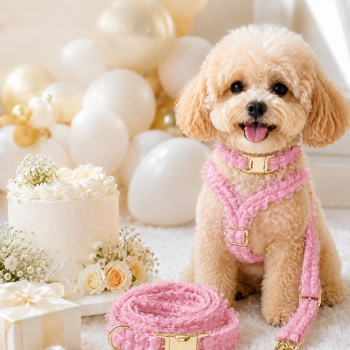 Boutique Lace Dog Harness, Collar & Leash Set for Birthday Photos & Daily Walks