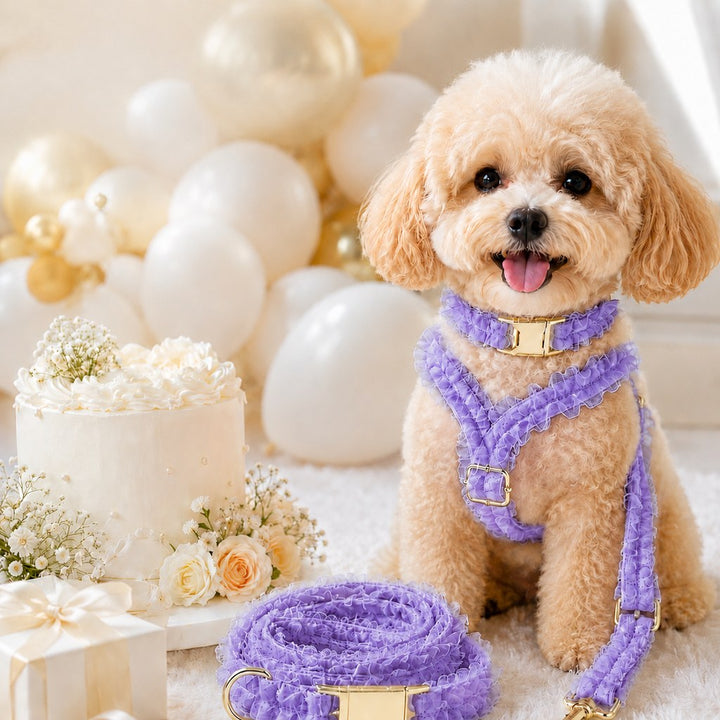 Boutique Lace Dog Harness, Collar & Leash Set for Birthday Photos & Daily Walks