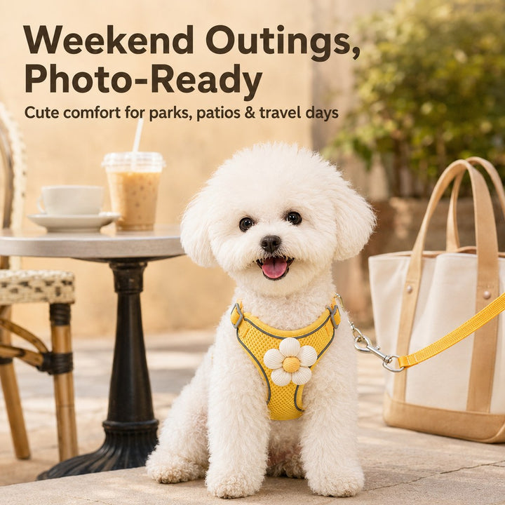 Daisy Pet Harness & Leash Set for Daily Walks