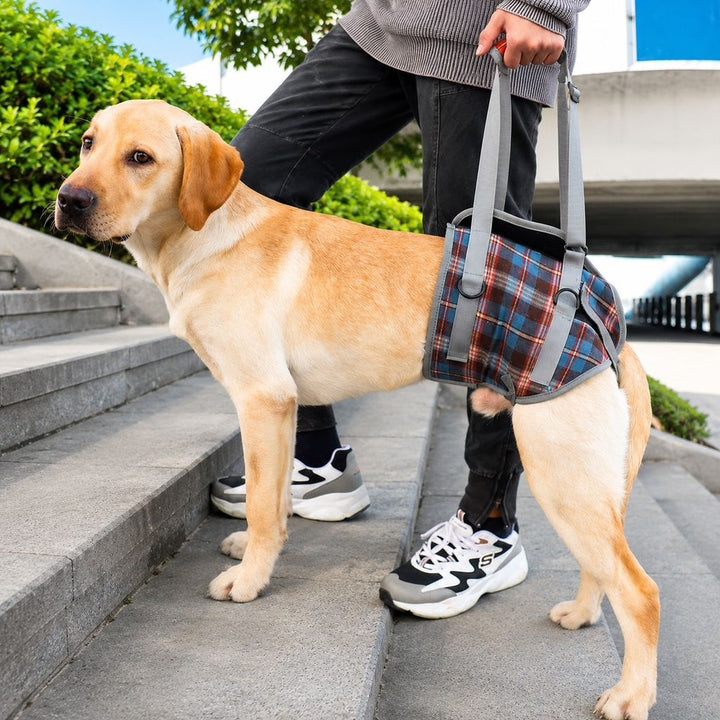 Dog Mobility Support Harness for Stairs & Cars | Front or Rear Lift Assist for Weak Legs