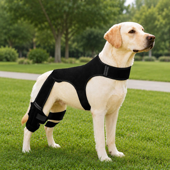 RearGuard Dog Rear Leg Support Brace