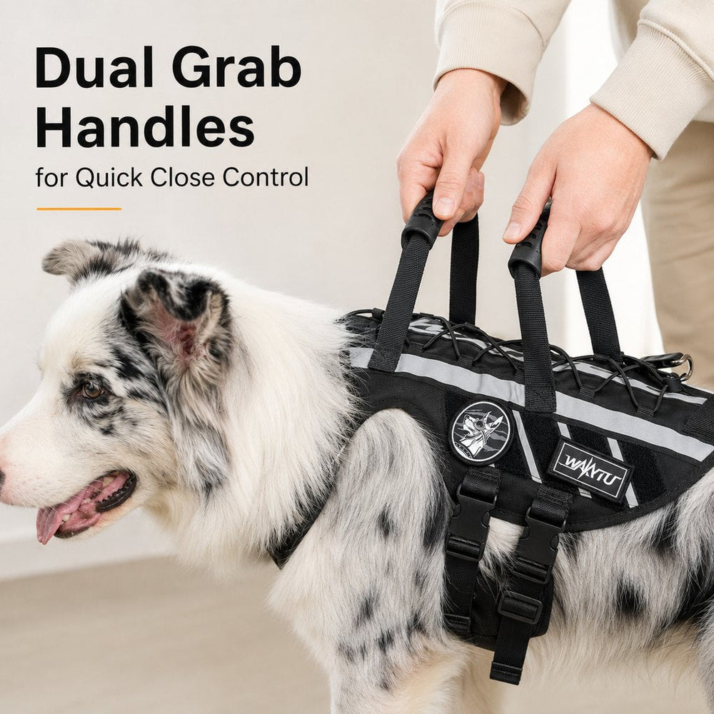 Outdoor Dog Harness & Bungee Leash Set with Dual Handles, Storage Pouch & Patch Accessories for Hiking, Walking and Ever
