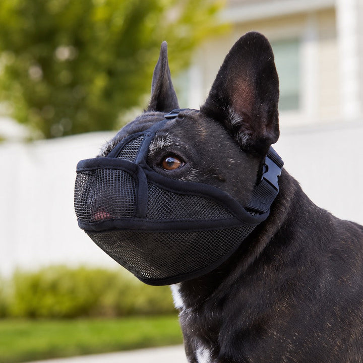 French Bulldog Breathable Mesh Muzzle for Walks, Grooming & Scavenging Control