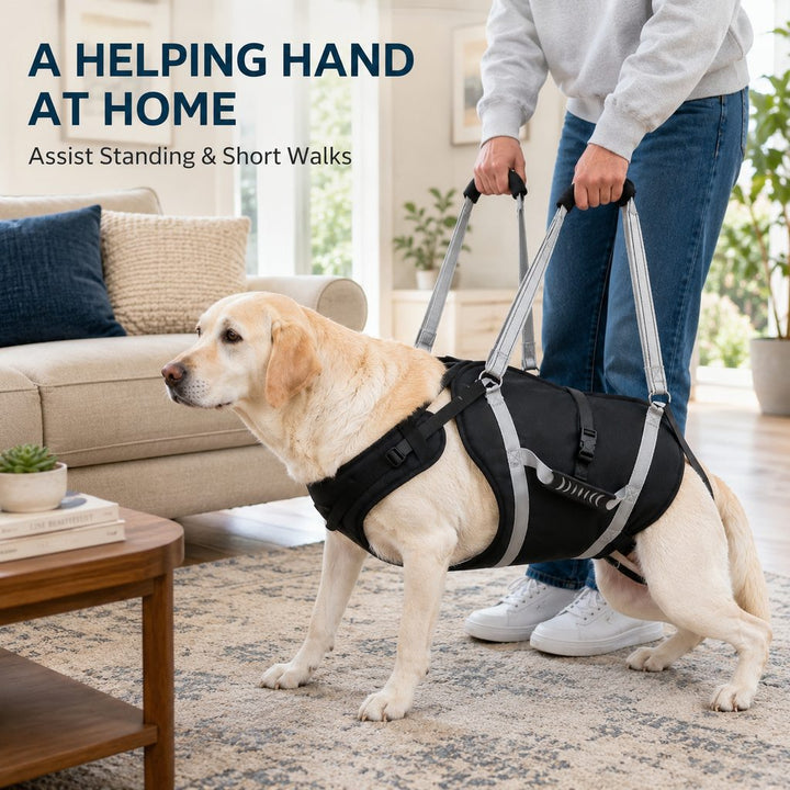 Full-Body Dog Lift Support Harness for Large Senior Dogs | Easier Stairs, Standing & Car Entry