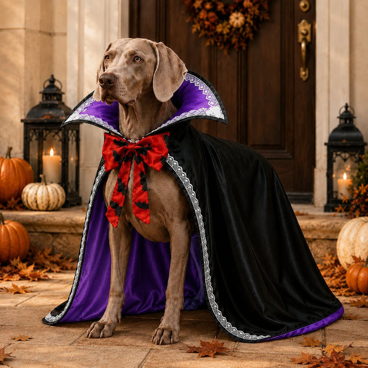 Halloween Vampire Dog Cape Costume