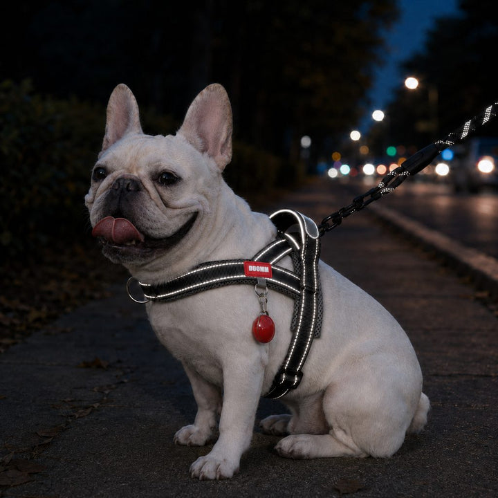 No-Choke French Bulldog Harness & Leash Set for Daily Walks