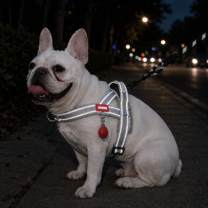 No-Choke French Bulldog Harness & Leash Set for Daily Walks