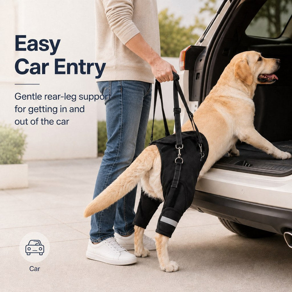 Help Your Senior Dog Climb Stairs, Get in the Car & Walk with Rear-Leg Support