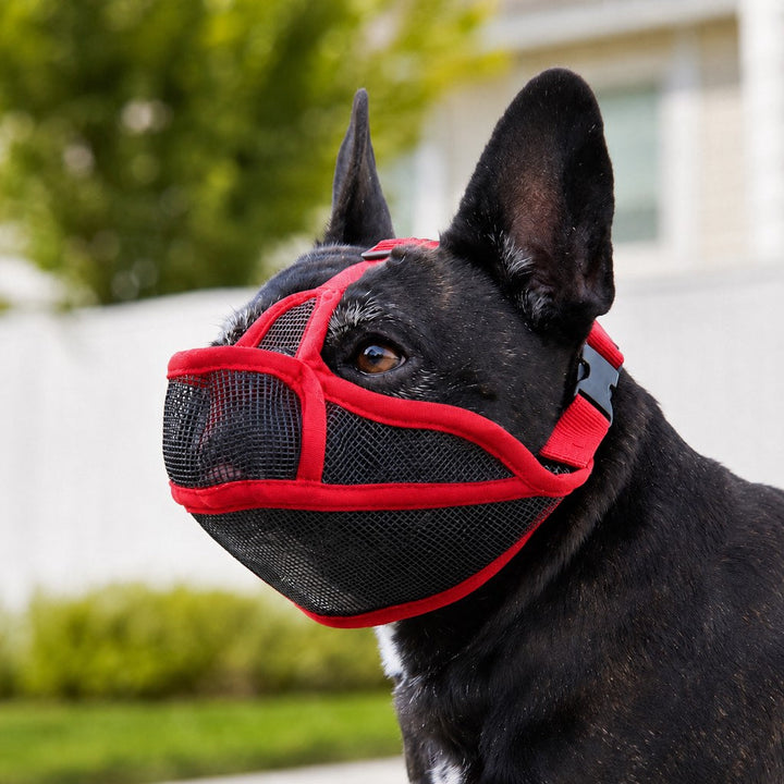 French Bulldog Breathable Mesh Muzzle for Walks, Grooming & Scavenging Control