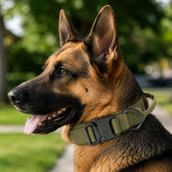 Heavy-Duty Tactical Dog Collar for Walks & Training