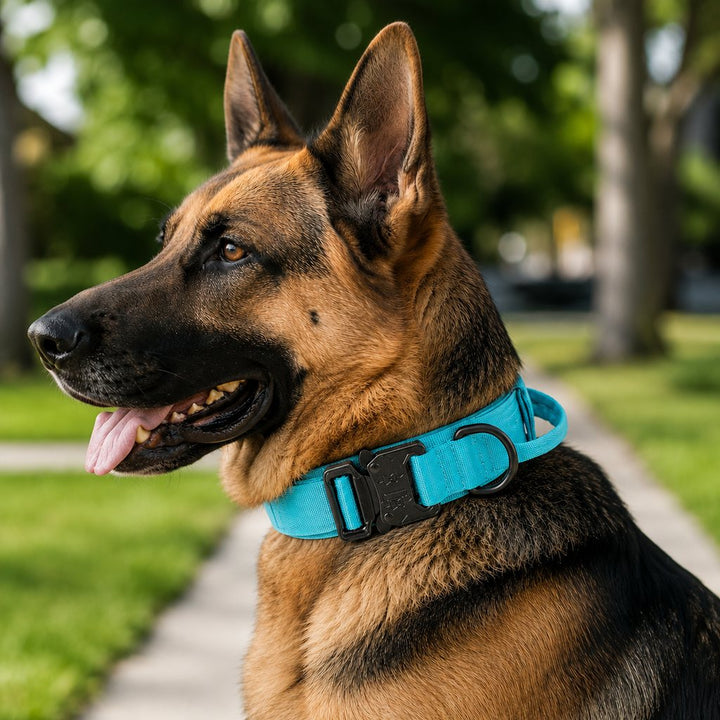 Heavy-Duty Tactical Dog Collar for Walks & Training