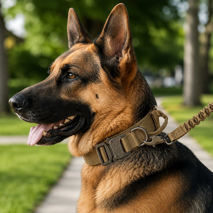 Heavy-Duty Tactical Dog Collar for Walks & Training