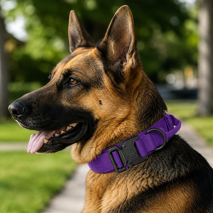 Heavy-Duty Tactical Dog Collar for Walks & Training